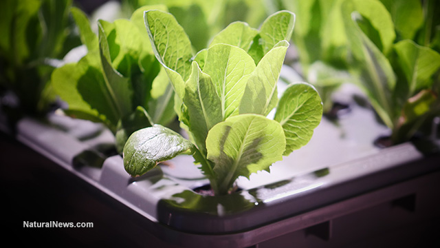 Mini-Farm Grow Box