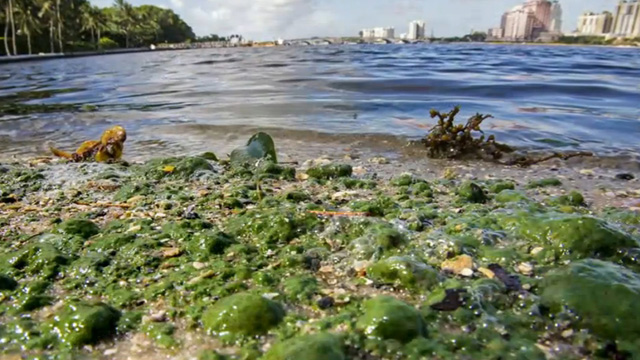 Algal blooms