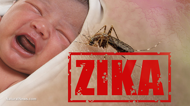 Zika virus