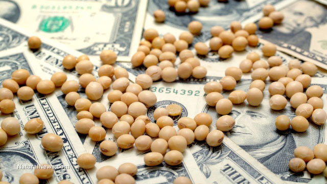 Monsanto soybeans