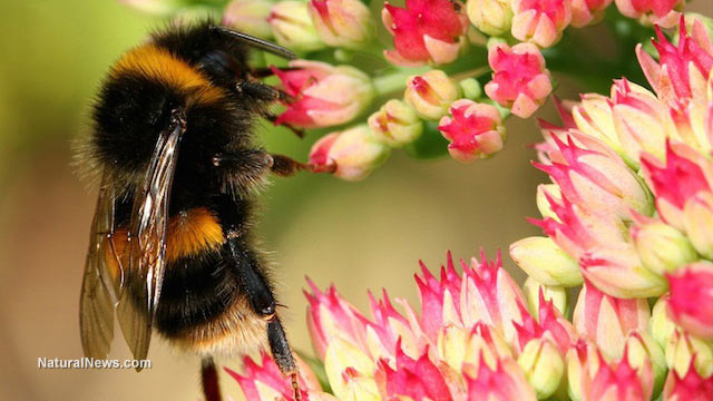 Bee colonies