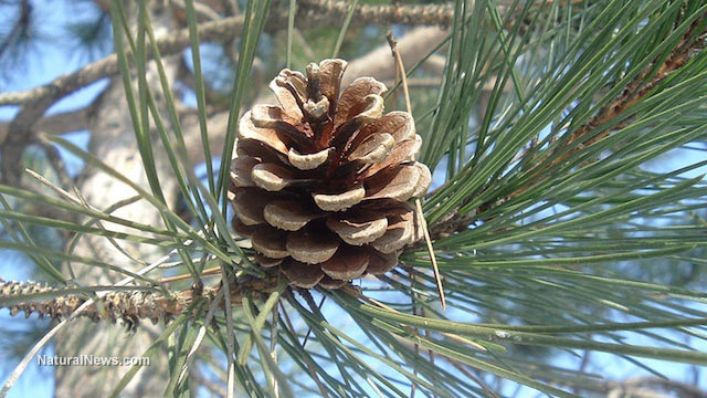 Pine needles