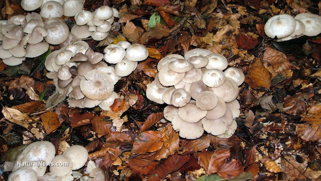 Turkey tail