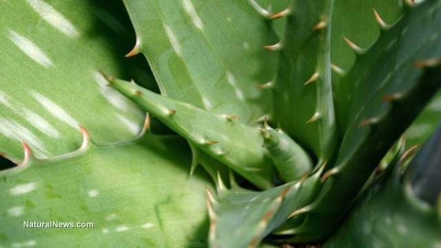 Aloe vera