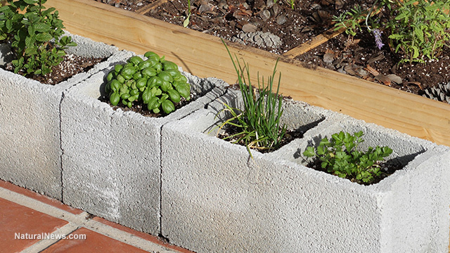 If You Grow Food In Cinder Blocks You May Be Poisoning Yourself