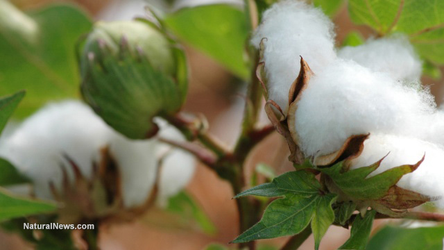 GMO cotton