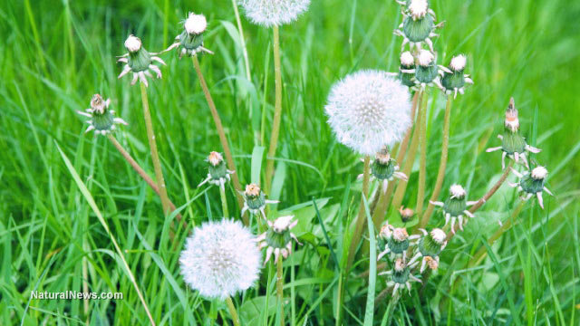 Dandelion root