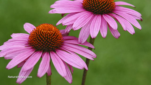 Echinacea extract