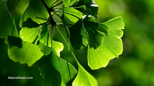 Ginkgo biloba