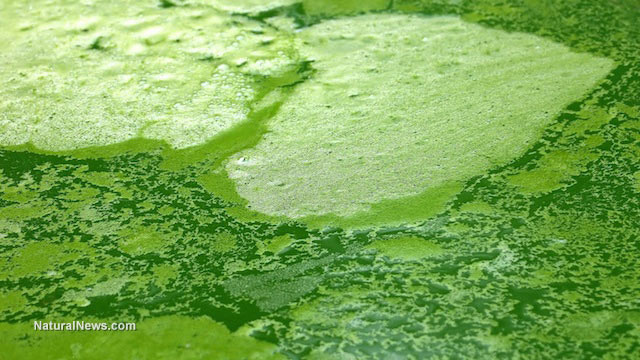 Toxic algae bloom