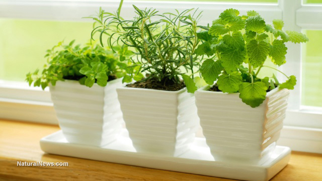 Herb garden