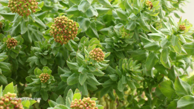 Rhodiola