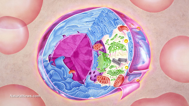 Mitochondrial function