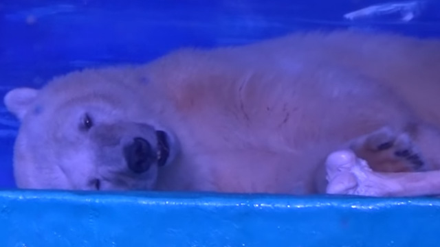 Pizza the polar bear