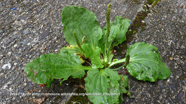 Plantain