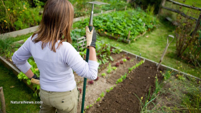 Self-watering garden bed