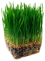 Wheatgrass