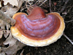 Reishi mushrooms