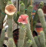 Hoodia gordonii