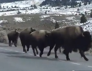 Yellowstone supervolcano