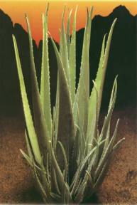 Aloe vera