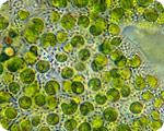 Marine phytoplankton