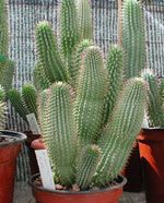 Hoodia gordonii