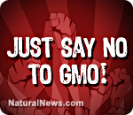 GMOs