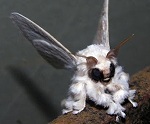 Venezuelan poodle moth