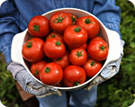 Lycopene