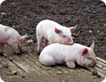 Genetically modified pigs