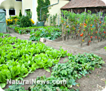 Front yard garden