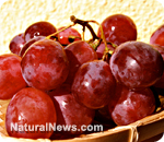 Resveratrol