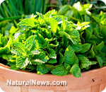 Herb garden