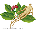 Asian ginseng