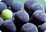 Grape seed extract