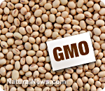 GMO