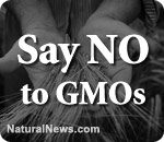 GMOs