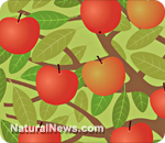 Apple cider vinegar