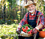 Vegetable garden