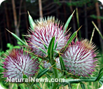 Milk thistle