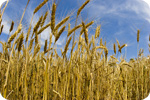 GM wheat