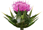 Milk thistle