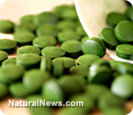 Chlorella