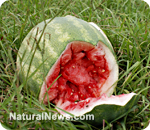 Exploding watermelons
