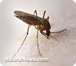 West Nile virus