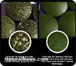 Chlorella