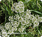 Backyard weeds