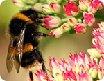 Manuka honey