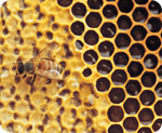 Colony collapse disorder